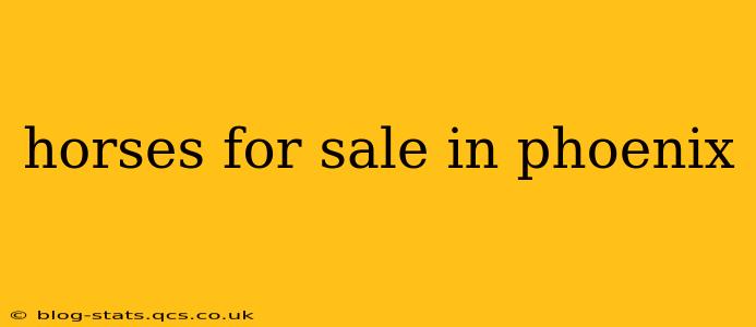 horses for sale in phoenix