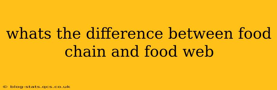whats the difference between food chain and food web