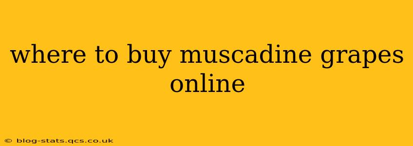 where to buy muscadine grapes online