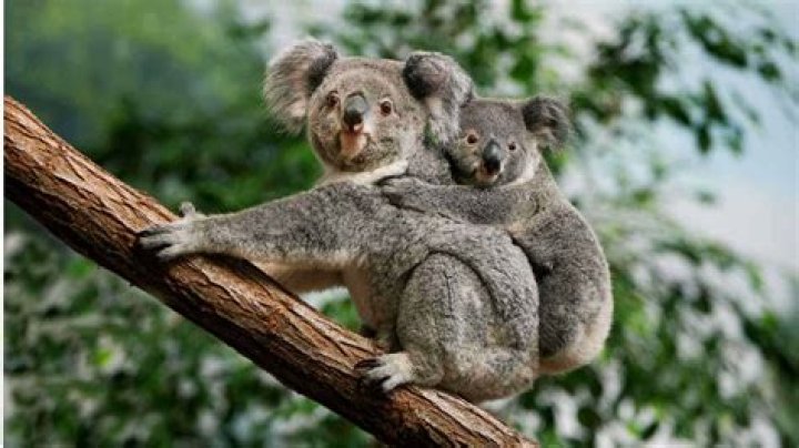 Unveiling The Cognitive Wonders Of "Dumbest Animals"